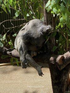 koalas in australia