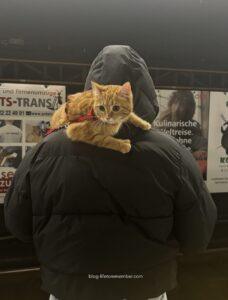 Vienna public transport