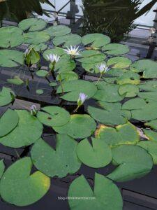 things to do in adelaide