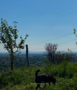 Vienna Wine Hike