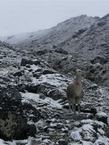 Salkantay Trek to Machu Picchu