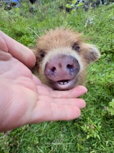 vegan backpacking ecuador peru