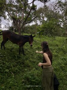 vegan backpacking ecuador peru
